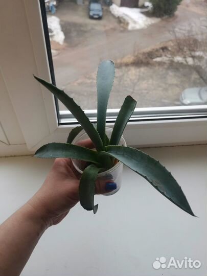 Агава голубая
