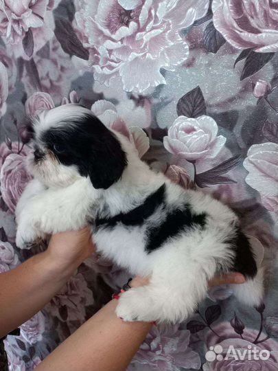 Щенки Ши-тцу