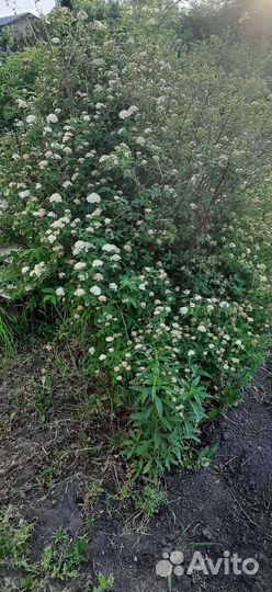 Саженец спиреи