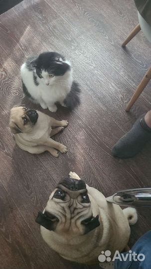 Мопс вязка мальчик