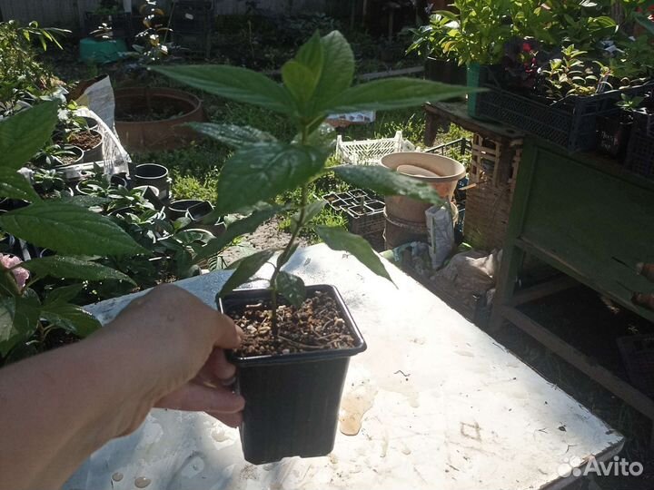 Новинка мировой селекции гортензия Бонфайер