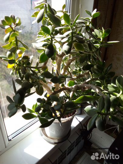 Цветок толстянка