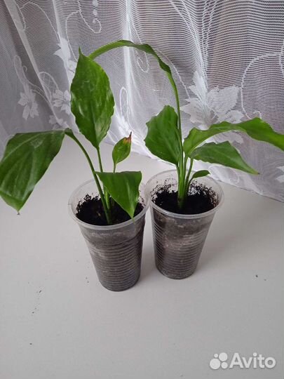 Спатифиллум