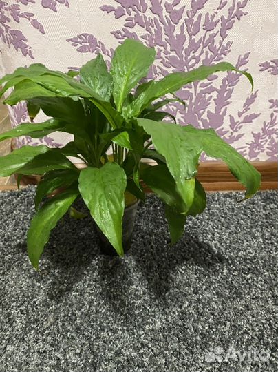 Спатифиллум