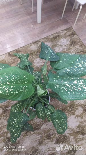 Диффенбахия