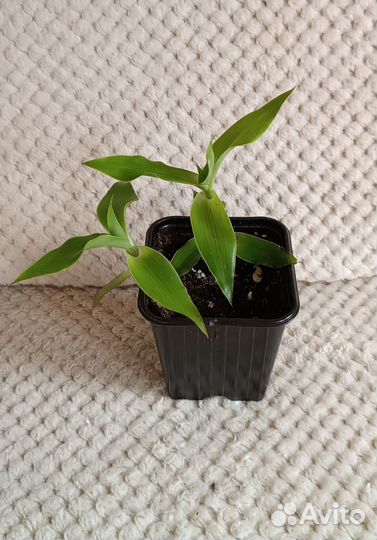 Комнатные растения: Золотой ус