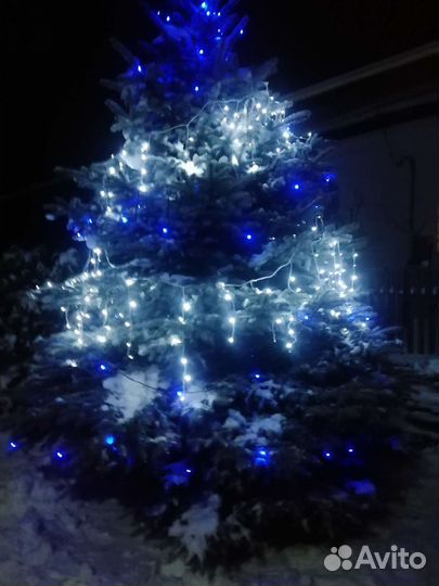 Ель голубая