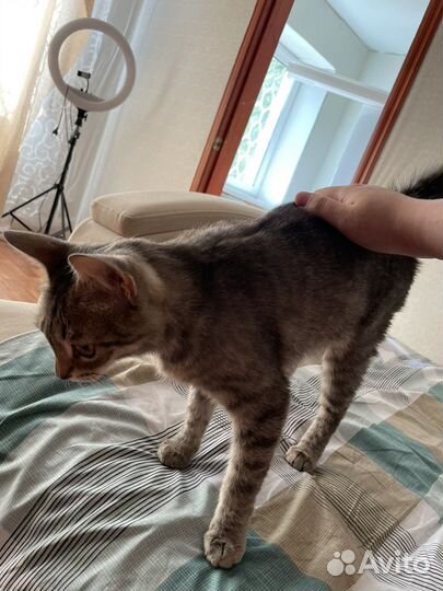 Кошки в добрые руки бесплатно