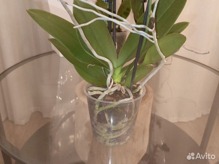 Орхидея фаленопсис