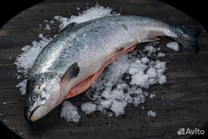 Сёмга Северная