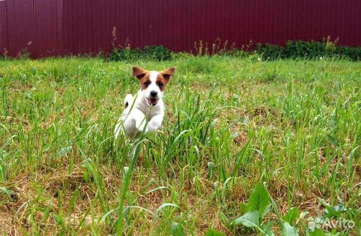 Предлагаем передержку вашему питомцу