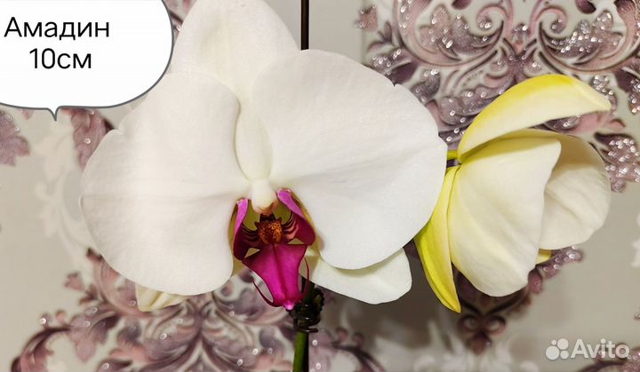 Байкальские орхидеи