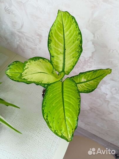 Диффенбахия Хойя Спатифиллум и др