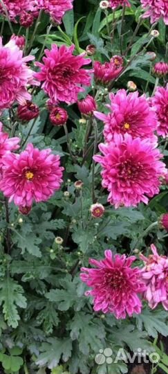 Хризантема