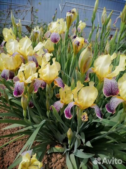 Ирисы бородатые