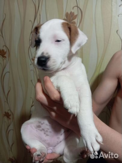 Щенки Джек рассел терьер девочка