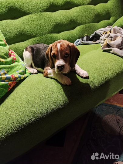 Щенок бигль
