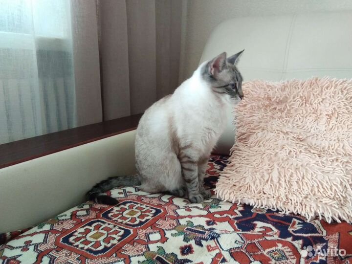 Алтайская голубоглазая кошка