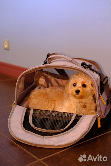 Переноска для маленьких собак