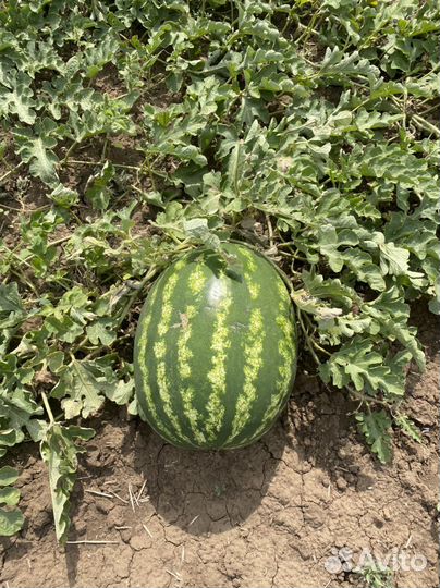 Арбузы и дыни оптом