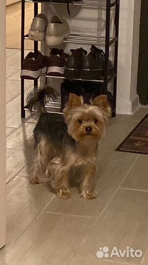 Йоркширский терьер вязка