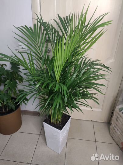 Пальма арека дипсис хризолидокарпус в кашпо