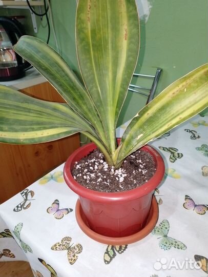 Сансевиера Масониана вариегатная и Францизи