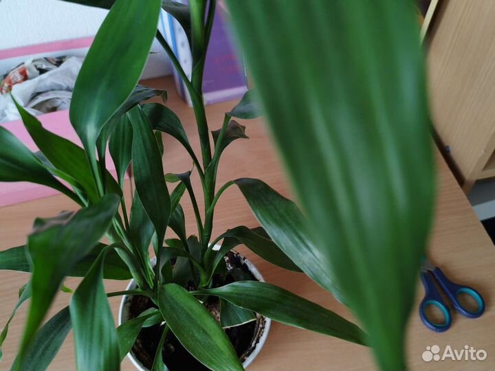 Драцена Сандера