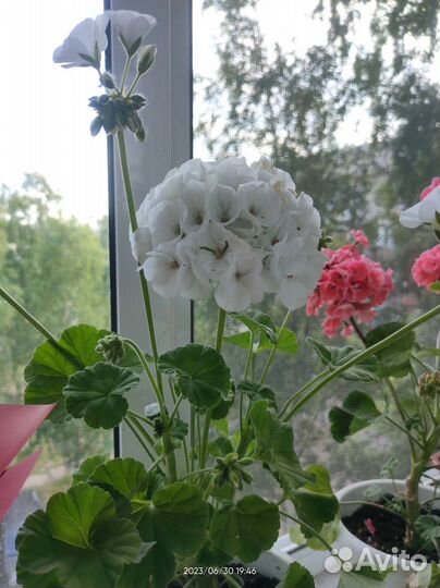 Пеларгония герань