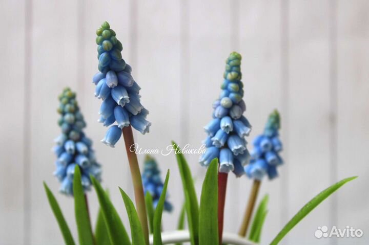 Мускарики цветы