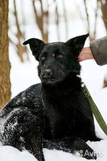 Собака ждёт новую семью