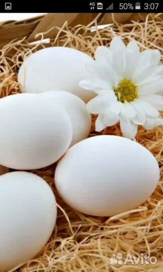 Инкубационное яйцо кур уток.Продам кур утят уток