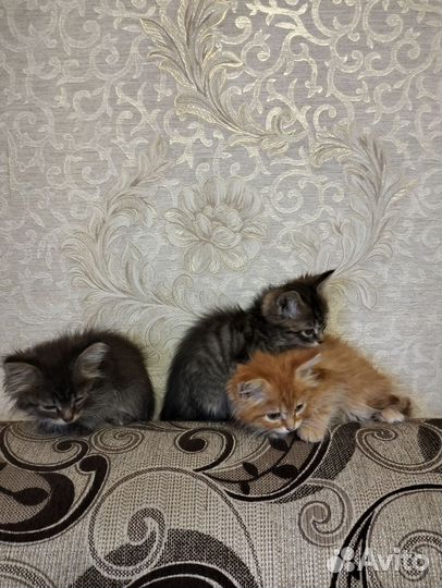 Котята бесплатно