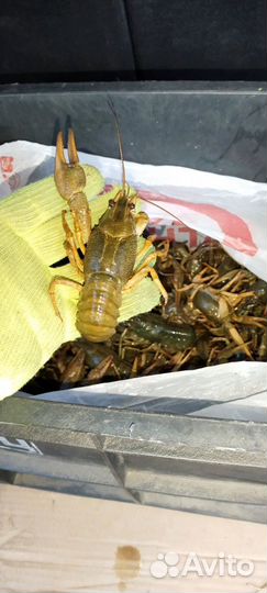 Самые Вкусные Раки