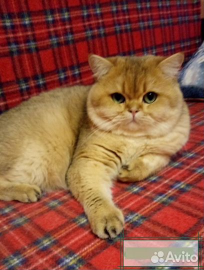 Британский кот. Вязка
