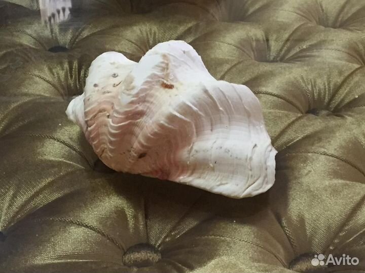 Морские ракушки раковины