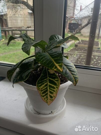 Комнатные растения