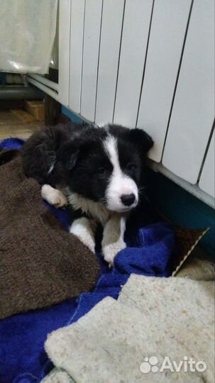 Щенки бордер колли