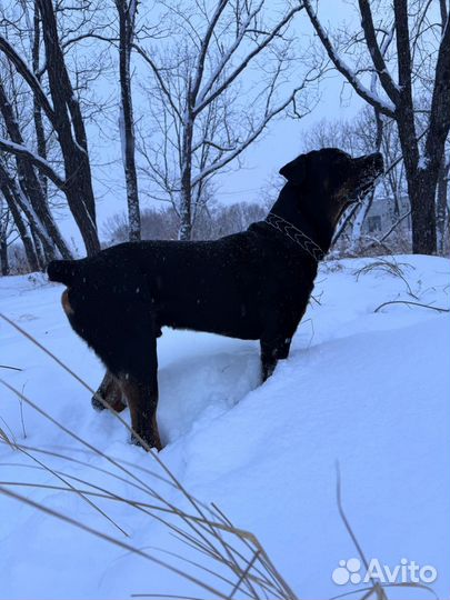 Вязка Ротвеллер кабель