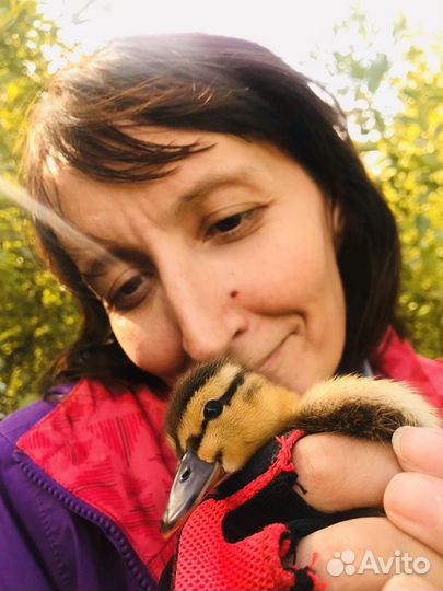 Няня экстренная