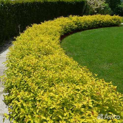 Саженцы Спирея японская