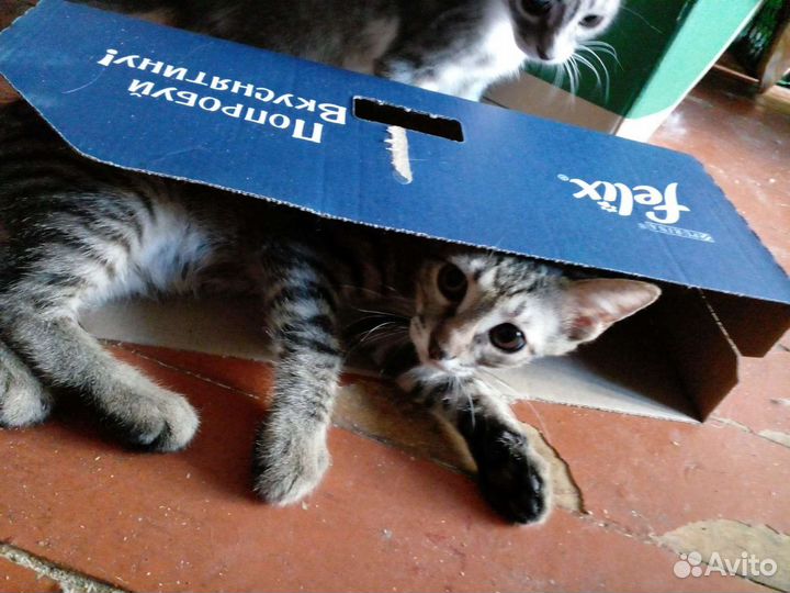 Котёнок в добрые руки