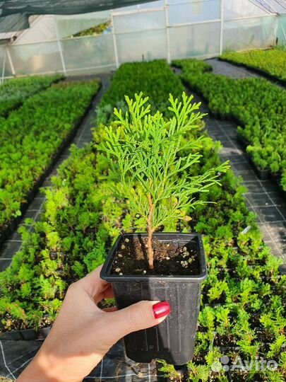 Туя Смарагд Р9
