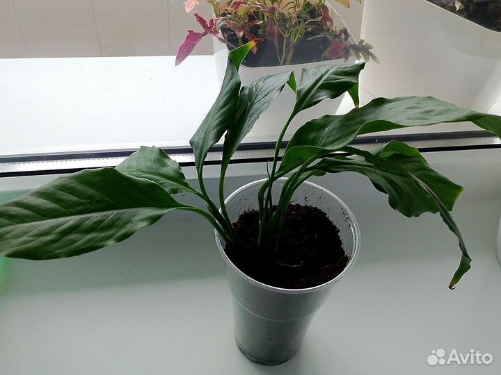 Спатифиллум женское счастье