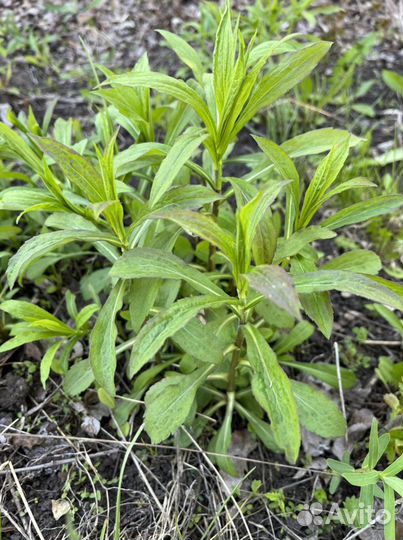 Растения для сада