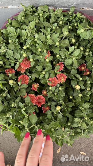 Хризантемы мультифлора