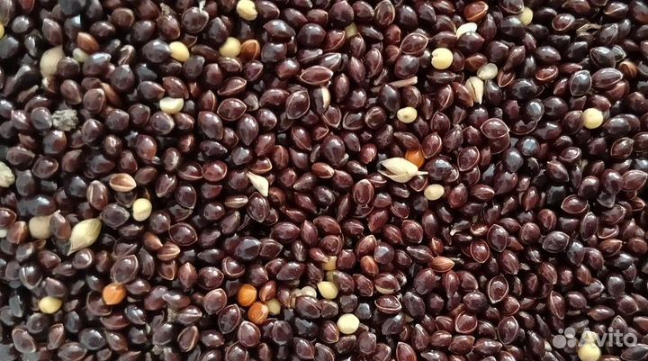 Продам корм для попугаев