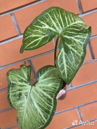 Сингониум Баттерфляй