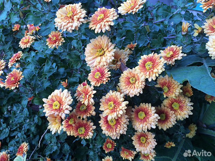 Хризантемы