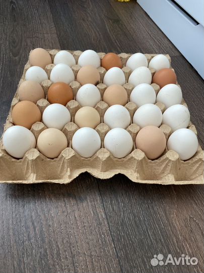 Куриные яйца